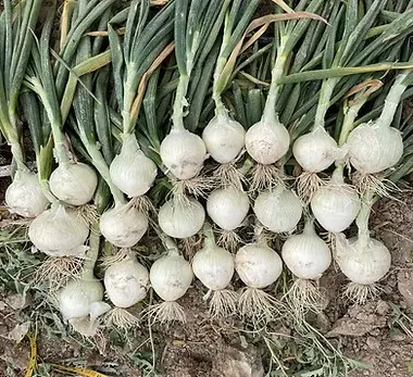 Blanca Montejo - Cebolla Blanca