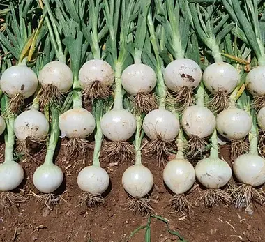 Carta Blanca - Cebolla Blanca