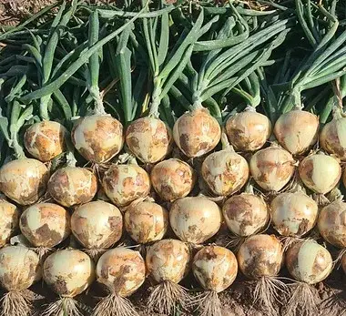 Dulciana - Cebolla Amarilla
