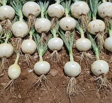 Florentina - Cebolla Blanca