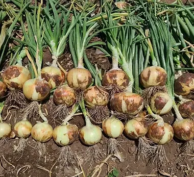 Serengeti - Cebolla Amarilla
