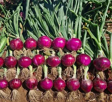 Sofire - Cebolla Roja