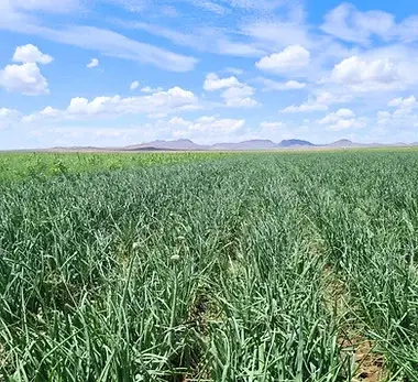 Sierra Blanca - Cebolla Blanca