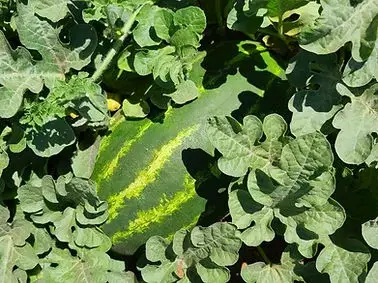 Planta Sandia 800 Close-up.jpg