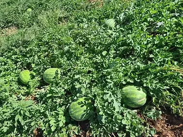 Sandia 7197.jpg