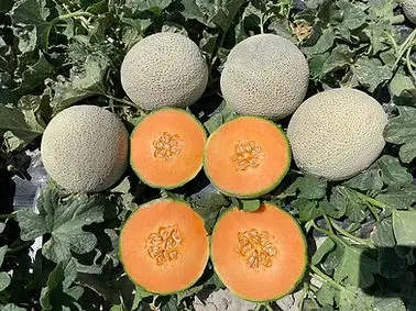 melon Mokaya Campo Luis Gonzalez 2.jpg